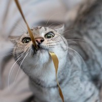 猫との付き合いに慣れた人が実践する『喜ばせる技』4選　猫上級者が自然にやっていることとは？