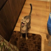 猫が『鳴きながら近付いてくる』ときの心理3つ　伝えたいことがある？応えてあげたい要求とは