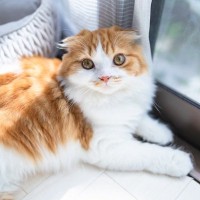 同じ猫でもこんなに違う？『長毛＆短毛が存在する猫種』4選　個性あふれる特徴もご紹介