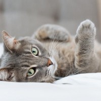 猫の『生活の質を高める』方法4選　快適に過ごしてもらうためにできる工夫とは