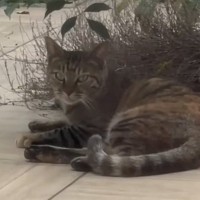 毎日中庭に来るようになった『野良子猫』を家族に迎えた結果…３年間の軌跡に「涙が止まらない」「顔つきが優しくなった」と感動の声続出