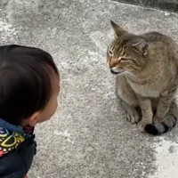 野良猫を発見した『1歳の男の子』→挨拶してみると……「可愛すぎて涙」驚きの展開が101万再生「天使と天使が遊んでる」「優しい世界」