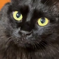 いつもの部屋で『撫でてもらいたい猫』→ごはん中の飼い主さんに……必死のアピールが尊すぎると反響「最高に可愛い」「マジで優勝」と悶絶の声