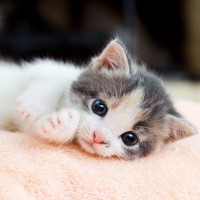 猫が命を落とす『年齢別の3大死因』　病気や感染症のリスクや予防法も解説