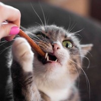 猫に『おやつ』を与えるのに適切なタイミング4つ　量や頻度の目安から注意すべきことまで