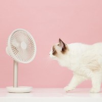 猫の近くで『扇風機』を使うときに注意すべきこと5つ　寒い冬でも効果的な活用術まで