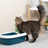 猫のトイレが臭うときの『ニオイ対策』6選　効果的な方法や見直したいポイント