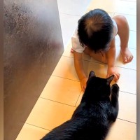 黒猫と仲良くしたい様子の赤ちゃん→優しく受け入れて…ずっと見ていたくなる『愛情あふれる光景』に称賛「優しい子なんだね」「お利口さん」