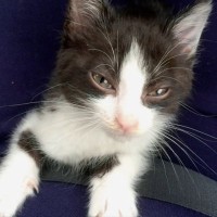 保護された『ハチワレ子猫』が愛情たっぷりに育てられた結果→６年後…劇的なビフォーアフターに「目がとっても可愛い」「幸せなお顔してる」