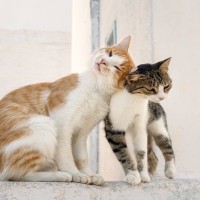 猫があなたに『挨拶している』ときのサイン5つ　信頼されている証？応え方のコツまで