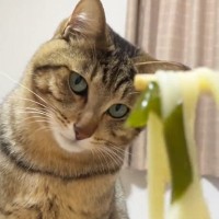 飼い主さんが食べている『うどん』が気になる猫→『可愛すぎる展開』に笑顔になる人が続出「首の角度がたまらない」「癒されたｗ」