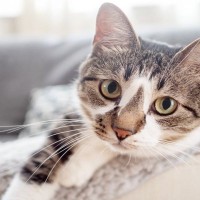 猫が飼い主に『体を預けてくる』ときの心理5つ　寄りかかる理由や愛猫が喜ぶ応え方も