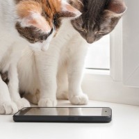 『猫不足』に陥ったときに表れがちな禁断症状5選　思わず取ってしまう行動やあるあるをご紹介