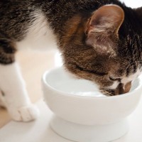 猫が患いやすい『腎臓病』の知識4つ　見逃せない症状や予防法まで解説