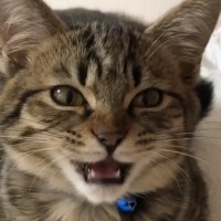 甘えん坊の子猫→『６年』が経っても……尊すぎる『ビフォーアフター』が129万再生「たまらん」「仕事いけなくなる」「本当に可愛くて天使」