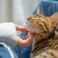 猫の『機嫌がいい』ときにみられる行動5つ　良い気分の見分け方と上手な接し方