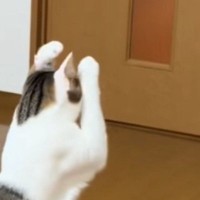 鏡を見つめるネコ→頭についている『耳』の存在に気づいて…まさかの可愛すぎる仕草に反響「自分だと認識してるの凄い」「世紀の大発見ｗ」