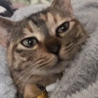 昼寝から目を覚ましたネコ→『おはよう』と声をかけた結果…思いもよらない返事に「確実に言ってるｗ」「猫って挨拶するんだね」と16万再生