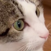 猫に『お手、おかわり、スリスリ』とお願いすると…まさかの光景に爆笑の声「猫感満載でいいねｗ」「スリスリがたまらん」と25万再生