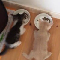 仲良く並んでごはんを食べる『2匹の赤ちゃん猫』を見ていると……可愛すぎる光景に「いつまでも見ていられる」「癒しでしかないｗ」と反響