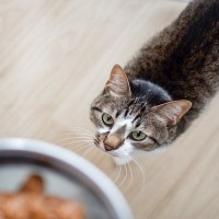 猫が理想としている『食事場所』の条件4つ　整えるべき理由から避けたいNG環境まで
