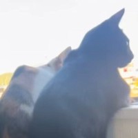 窓の外を眺める2匹のネコ→『視線の先』には……微笑ましすぎる光景に「宇宙一かわいい後ろ姿」「人間みたいｗ」と12万再生の反響