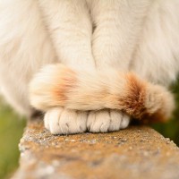 猫の『しっぽ』に備わる3つの役割　実はこんな機能があった？