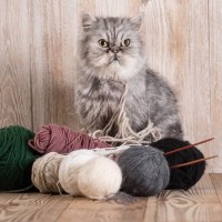 猫を死なせてしまう『家にある危険物』5選　油断できない理由や命を守る予防策も解説