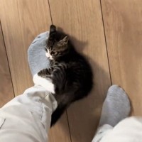 会社に行こうとしたら、『子猫』が……『まさかの行動』が可愛すぎると57万再生「猫に襲われてるので休みます」「一緒に行くかｗ」