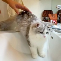 洗面所で体を洗われる子猫→２匹の先輩猫が、心配して見にきたら…予想もしなかった『尊い反応』が話題「ほんと肝が据わってるわ」「超大物」