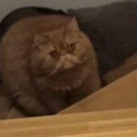 兄猫のごはんをつまみ食いして『追いかけられる弟猫』→表情を見ると…「可愛すぎて悶絶ｗｗ」まさかの光景に３万いいね「額に入れたいｗ」