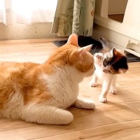 保護された赤ちゃん猫→先住猫の顔を、前足で『ペシペシ』叩いた結果…『100点満点の神対応』に反響「園長先生のような風格」「素晴らしい」
