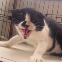 威嚇ばかりしていた『保護猫』→里親さんと出会った結果…まるで別猫のような『現在の様子』に「感涙で前が見えない」「全私が泣いた」の声