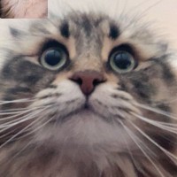 友達の猫のお世話を数日することに→『テレビ電話』で説明を受けていると…まさかの瞬間に２万いいね「参加したいｗ」「結構大事そう」と話題