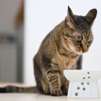猫がご飯を食べない『食べムラ』の原因とは？すぐに試したい4つの対処法もご紹介