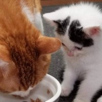 先輩猫のご飯を見守る『パヤパヤ子猫』→７年後……とんでもなく尊いビフォーアフターに２万いいね「なんて優しい子」「ぎゃーかわいい」