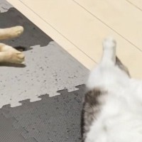 ヒーターをつけたら、『2匹の猫』が……幸せいっぱいな光景に癒される人続出「可愛いお腹ｗ」「間に入りたいｗ」「怠惰の極み」