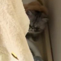 姿が見えなくなった子猫→『洗濯機の横』を見ると……とんでもなく愛おしい瞬間が83万再生「心臓がキューっとなった」「機嫌悪そうで可愛い」