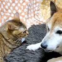 いつも近くにいる犬と猫→姿が見えなくなると…涙が出るほど愛おしい『２匹の光景』に「なんか親子に見える」「安心できる優しい関係」と反響