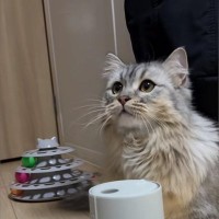 加湿器からモクモクと出てくる『水蒸気が気になった猫』→夢中になって…たまらなく可愛い行動に「興味津々だねｗ」「朝から癒された」と反響