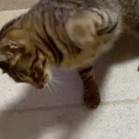 一生懸命『パンチ』を繰り出していたキジトラ猫→思わず笑ってしまう『対戦相手』に「何に見えたんだろうｗ」「謎の戦いするよねｗ」と反響