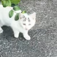 迎えてあげたいけど…声が枯れるまで『鳴き続けた子猫』との出会い→悩んだ末に下した『決断』が……「涙が出た」「本当にありがとう」と45万再生