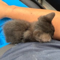 掃除用具入れの中で鳴いていた『小さな子猫』と出会った結果…『心温まる話』に「なんて素敵」「本当にありがとう」と感動の声続出