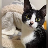 ベッドに入ろうとした猫→『先客』がいた結果…飼い主さんに見せた『可愛すぎるアピール』が21万再生「反則」「完璧に訴えてるｗ」