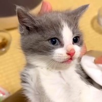 ビビりな５匹の保護子猫→１匹ずつ顔を拭いた結果…胸キュン必至の『可愛すぎる光景』が17万再生「みんなしっかり意思があるねｗ」