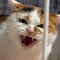 シャーッと全力で威嚇していた保護猫→だんだんと『変化』していって…現在の『驚きの光景』に「えええええ凄い」「激変したね」と反響