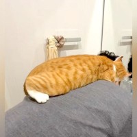 大好きなパパの背中に乗る『猫』→ママがお尻を軽く叩くと…「取り合いになってそうｗ」笑ってしまうやり取りが27万再生「朝から戦闘してて草」