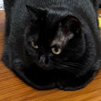 かまってほしそうに『こたつの上に座る黒猫』→しばらく構わずにいたら…悶絶必至の可愛すぎる瞬間が200万表示「拗ねたｗ」「ツチノコ化」