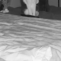 お留守番中の猫たちの様子を見ようと『家のカメラ』を確認した結果…衝撃の光景に10万いいね「目がｗ」「まるでホラーゲーム」と話題