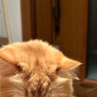 『お母さん遅くなるよ』と猫に伝えたのに、玄関で……心がきゅっとなる瞬間に14万いいね「なんて健気なんだ…泣」「抱きしめたくなる」